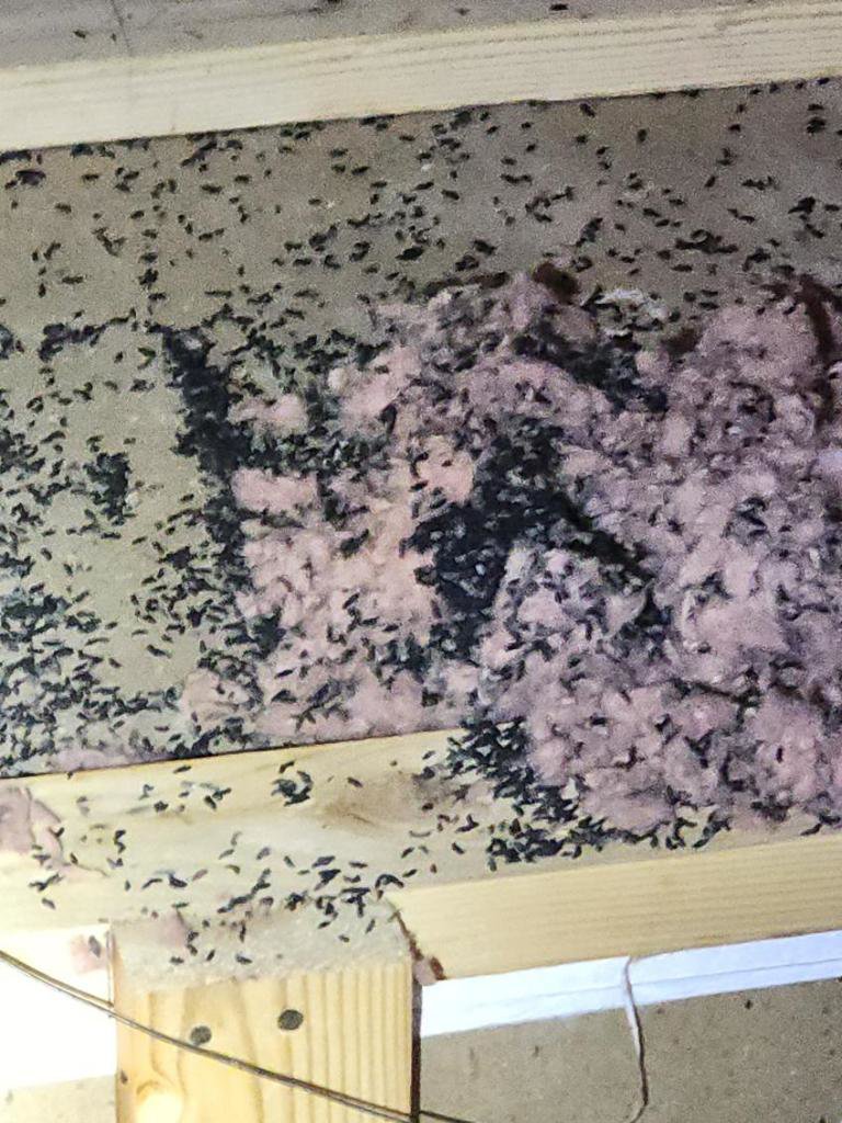 Accumulated bat guano and damaged insulation in an attic, indicating an infestation handled by Idaho Bat Control in Meridian, ID