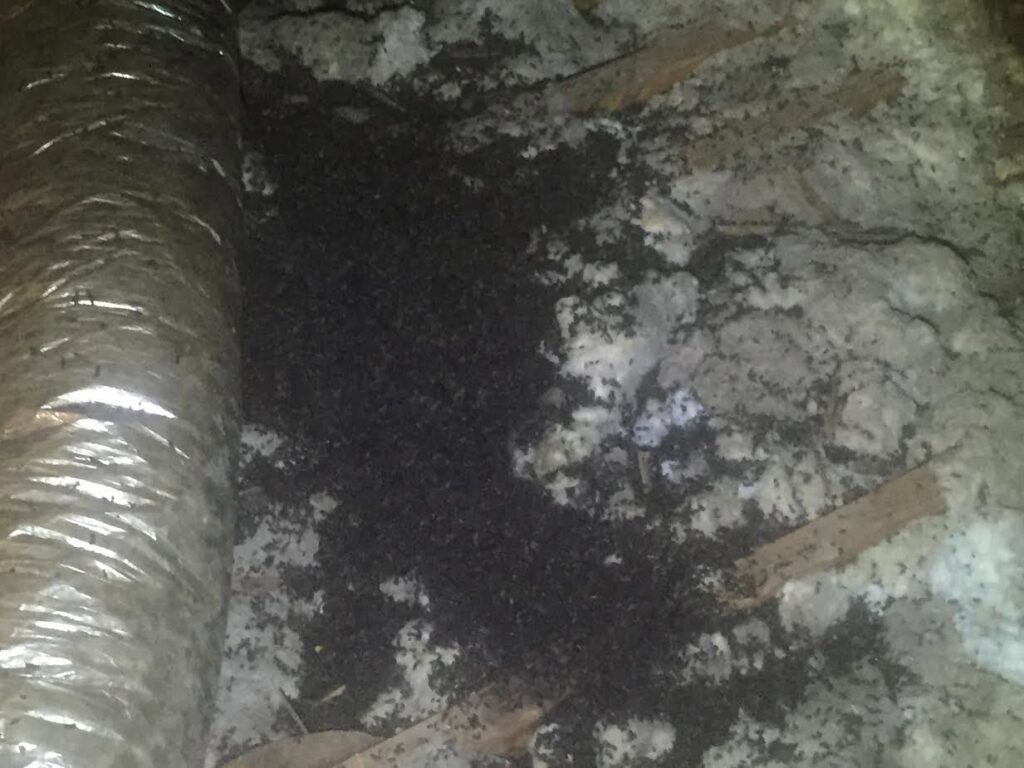 Evidence of bat guano found during an attic inspection by AAAC Wildlife Removal of Kansas City in Overland Park, KS.