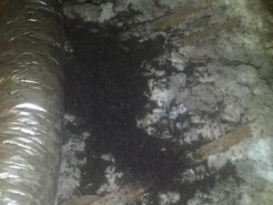 Evidence of bat guano found during an attic inspection by AAAC Wildlife Removal of Kansas City in Overland Park, KS.