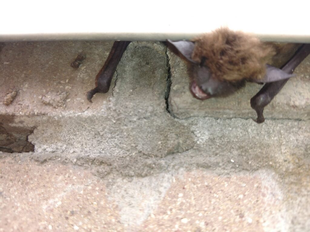 A bat hanging from a concrete surface, indicating a potential wildlife issue for Kansas Wildlife Pros in Wichita, KS.
