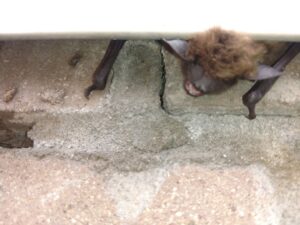 A bat hanging from a concrete surface, indicating a potential wildlife issue for Kansas Wildlife Pros in Wichita, KS.