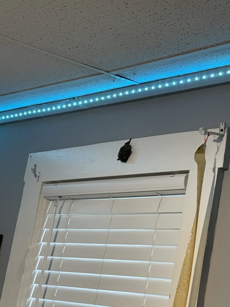 A bat hanging on an indoor wall above a window, requiring professional removal by Wildlife Extractors in Bridgewater, MA.