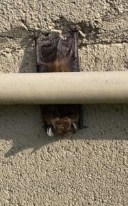A bat hanging upside down on a textured wall, showing a bat found by NiceBats.com in Sioux Falls, SD.