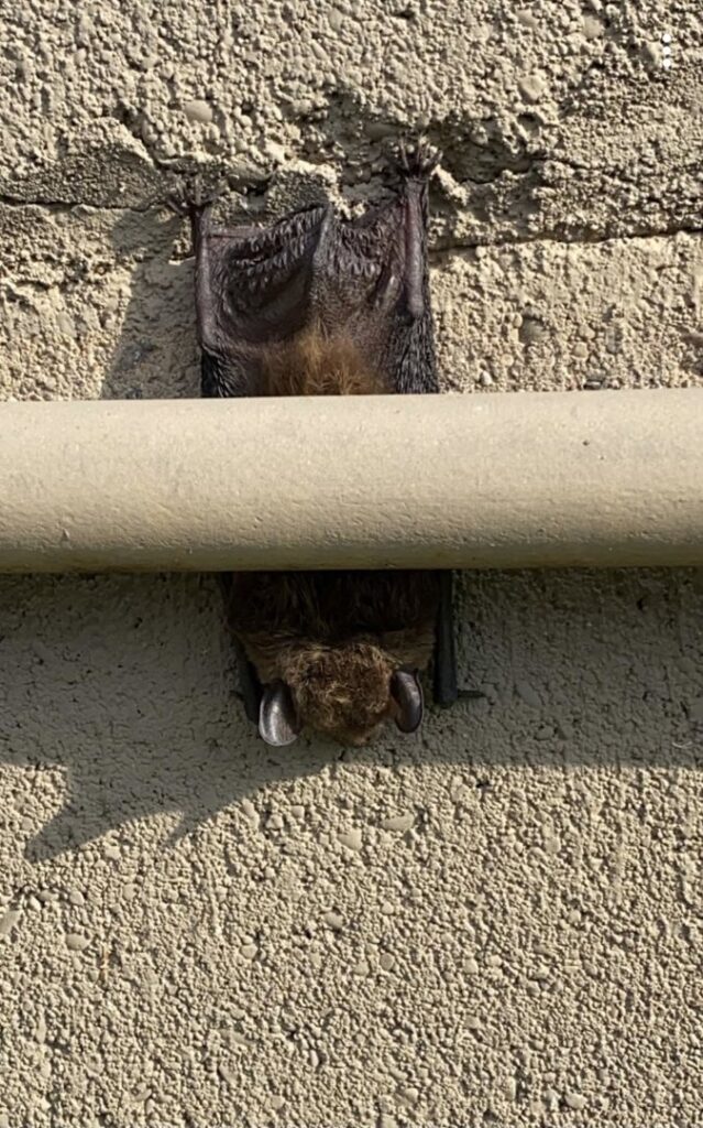 A bat hanging upside down on a textured wall, showing a bat found by NiceBats.com in Sioux Falls, SD.