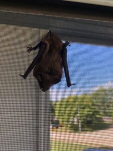 A bat hanging upside down on a window screen, indicating a bat removal service by Aksarben Bat & Critter Removal in Omaha, NE