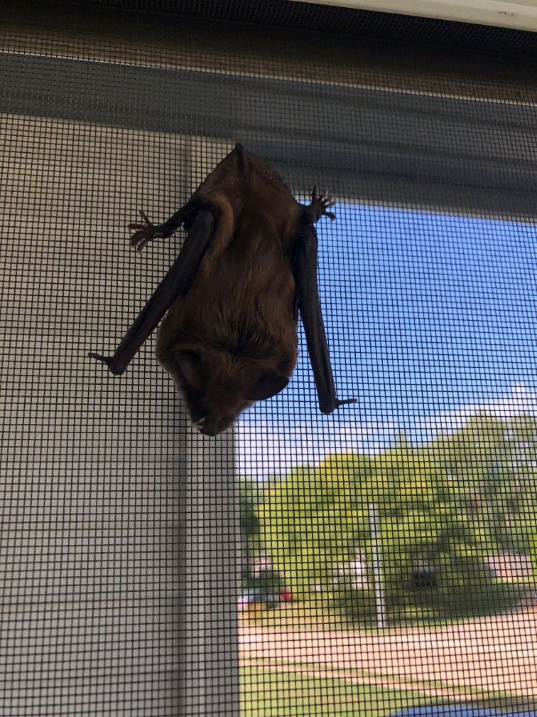A bat hanging upside down on a window screen, indicating a bat removal service by Aksarben Bat & Critter Removal in Omaha, NE