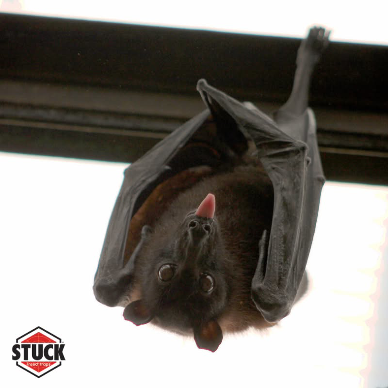 A bat hanging upside down, representing wildlife control services by Stuck in Lancaster, PA.