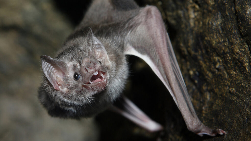 A bat hanging upside down, representing bat removal services from Bohmz Pest Services in Janesville, WI.