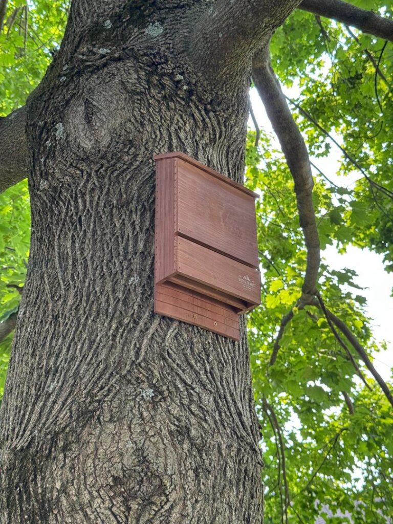 A bat house installed on a tree as part of humane wildlife management by PestGoat, llc. in Fort Ashby, WV.