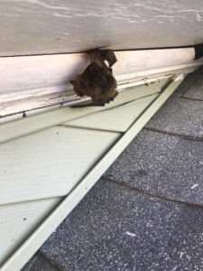 A bat tucked into a crevice on the exterior of a house, showing a bat removal service by Aksarben Bat & Critter Removal in Omaha, NE