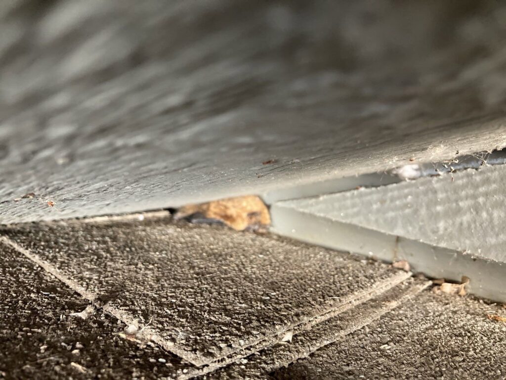 A bat or bat exclusion material visible in a tight crevice under a roof, handled by NiceBats.com in Sioux Falls, SD.