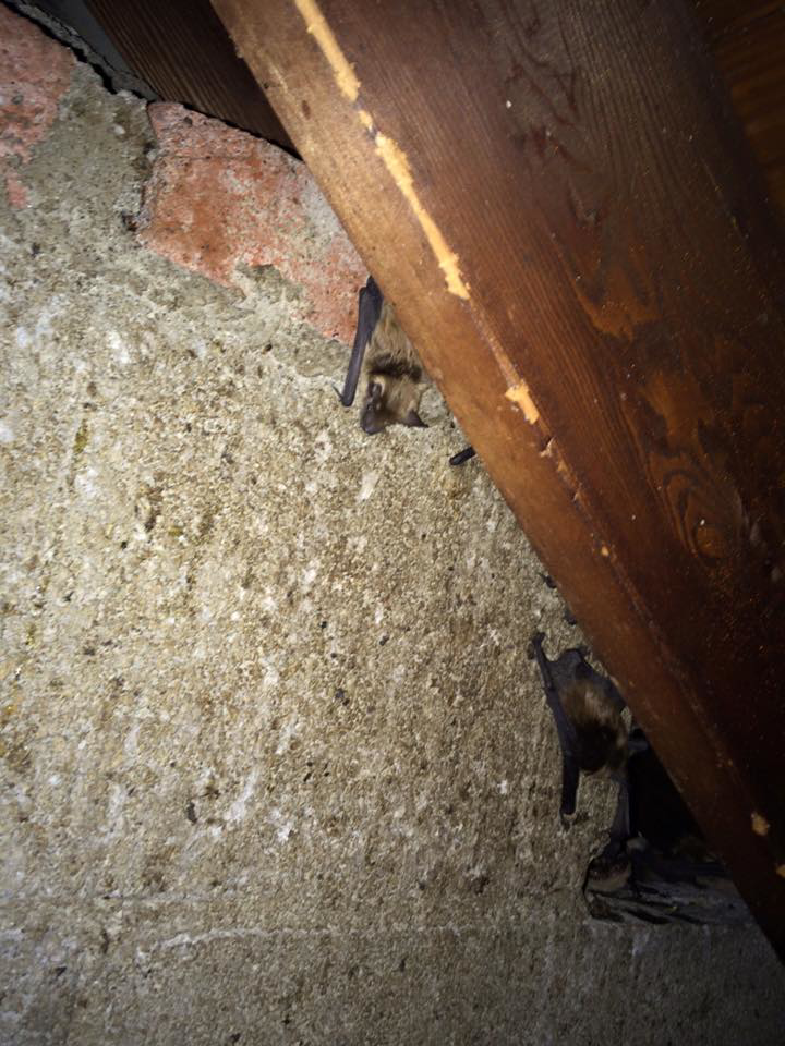 A bat clinging to a concrete wall near a wooden beam in a dark structural space, showing a bat issue addressed by Westchester Emergency Bat Removal in Hawthorne, NY.