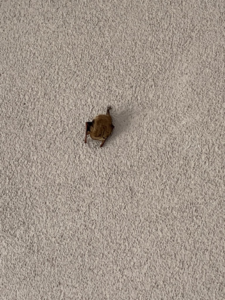 A small bat clinging to a textured wall, representing wildlife removal services from Cuzzins Pest and Termite Control in Hopkinsville, KY.