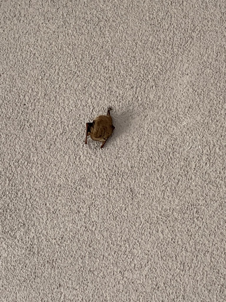 A small bat clinging to a textured wall, representing wildlife removal services from Cuzzins Pest and Termite Control in Hopkinsville, KY.
