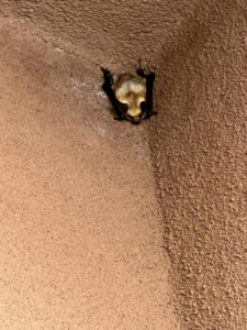 A bat clinging to a textured wall, indicating a wildlife removal service by Aspera Pest Control in Albuquerque, NM