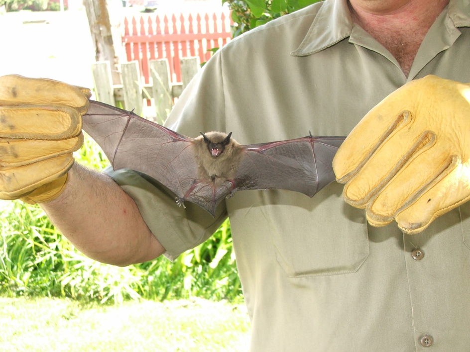 A professional from Allstate Animal Control in Elizabeth, NJ, safely handling a bat for removal.