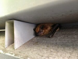 A bat resting under an overhang, indicating a potential bat removal service needed from Critter Control of Omaha, NE