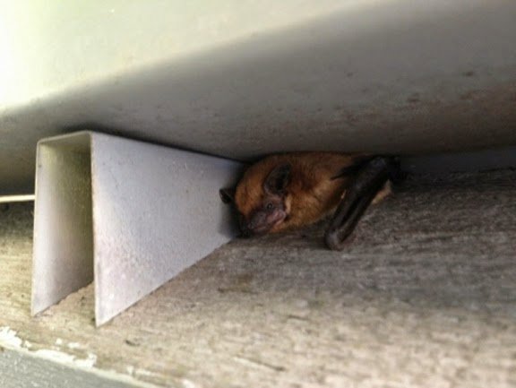 A bat resting under an overhang, indicating a potential bat removal service needed from Critter Control of Omaha, NE