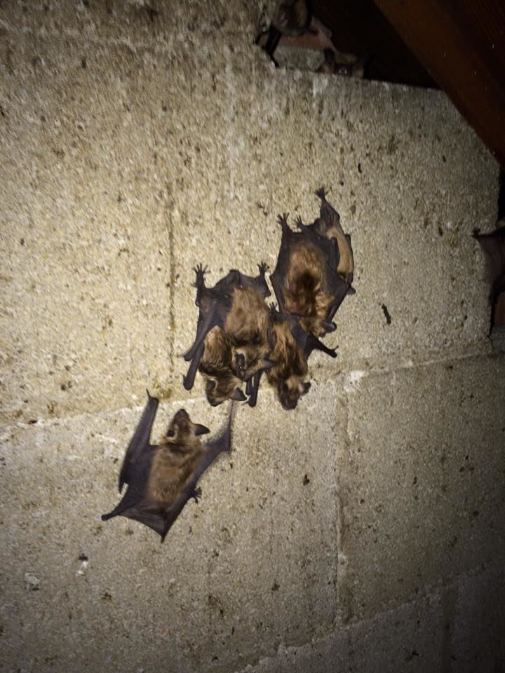Multiple bats clinging to a concrete wall in an attic or basement, indicating a bat colony requiring removal by Westchester Emergency Bat Removal in Hawthorne, NY.
