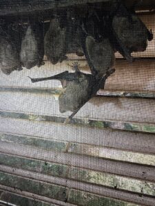 Close-up of bats hanging on an exclusion screen, part of a bat removal service by Critter Mitch in Shawnee, KS.