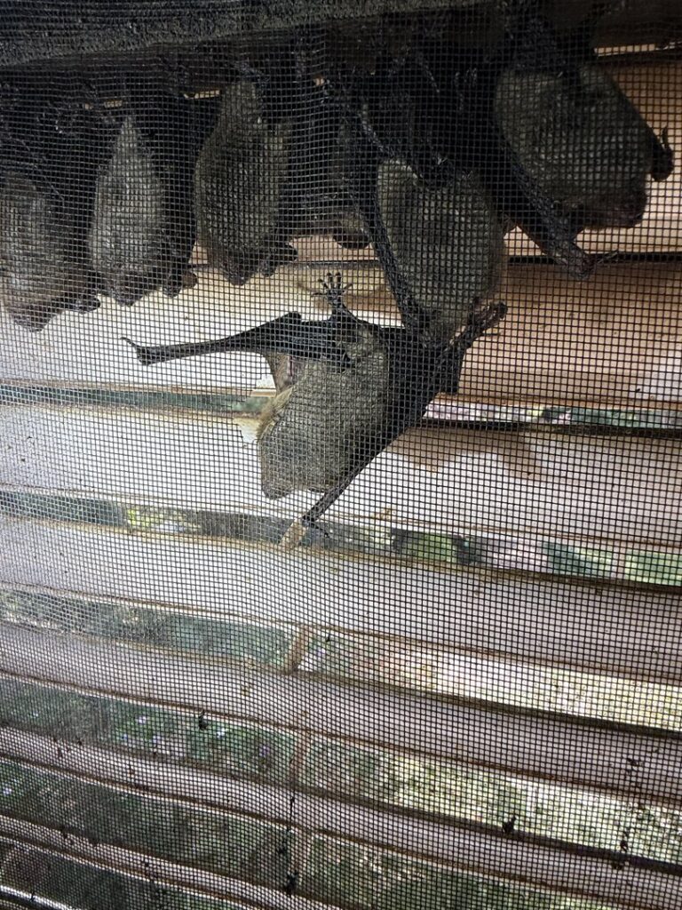Close-up of bats hanging on an exclusion screen, part of a bat removal service by Critter Mitch in Shawnee, KS.
