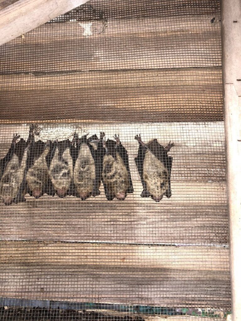 Several bats hanging on a mesh screen, indicating a wildlife presence handled by Smart Solutions Wildlife Removal Specialists in Roswell, GA.