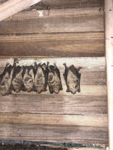 Several bats hanging on a screen, indicating a bat removal job by Smart Solutions Wildlife Removal Specialists in Roswell, GA.