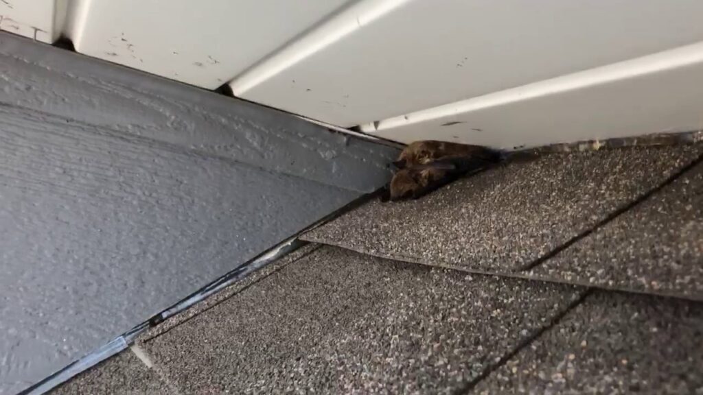 Several bats huddled together under a roofline, showing a bat infestation handled by NiceBats.com in Sioux Falls, SD.