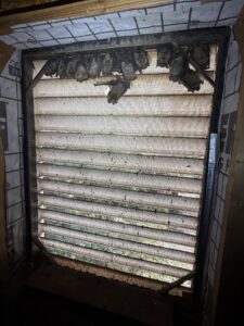 Multiple bats hanging inside an exclusion device, demonstrating a bat removal service by Critter Mitch in Shawnee, KS.