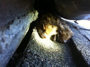 Bats nestled in a roof crevice, indicating a wildlife removal need addressed by Wildlife Extractors in Bridgewater, MA.