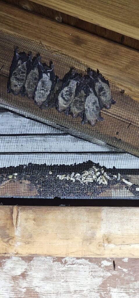 Bats clinging to an exclusion mesh with guano visible below, indicating wildlife removal services by Pest Authority in Dover, DE.