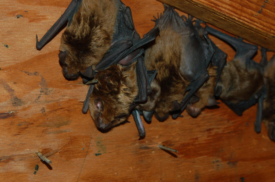 Several bats hanging upside down from a wooden ceiling, indicating a bat infestation handled by Westchester Emergency Bat Removal in Hawthorne, NY.