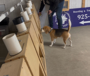 A Beagle K9 detection dog training for pest control services at Sable K9 Detection LLC in Rapid City, SD.