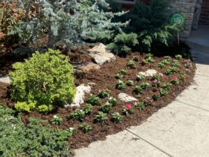 A beautifully landscaped flower bed with fresh mulch and new plants, completed by Perez Lawn Care llc in Oklahoma City, OK