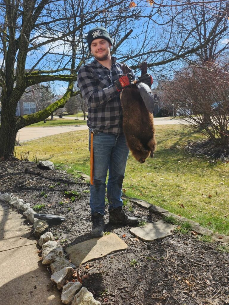 A technician from JB Wildlife & pest removal in Northfield, OH, holding a deceased beaver for removal.