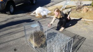 A professional from Allstate Animal Control in Elizabeth, NJ, documenting a beaver or groundhog caught in a live trap.
