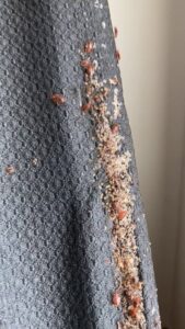 Evidence of bed bug activity, including bugs and eggs, on the side of a mattress, handled by Bug Bounty Hunters LLC in Akron, OH.