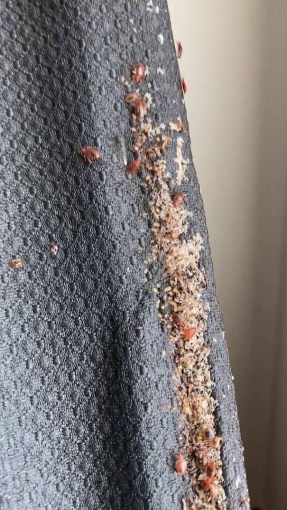 Evidence of bed bug activity, including bugs and eggs, on the side of a mattress, handled by Bug Bounty Hunters LLC in Akron, OH.