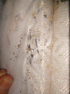 Close-up of bed bug activity on a mattress seam, showing a clear pest control issue for Premier Pest Management in Yonkers, NY.