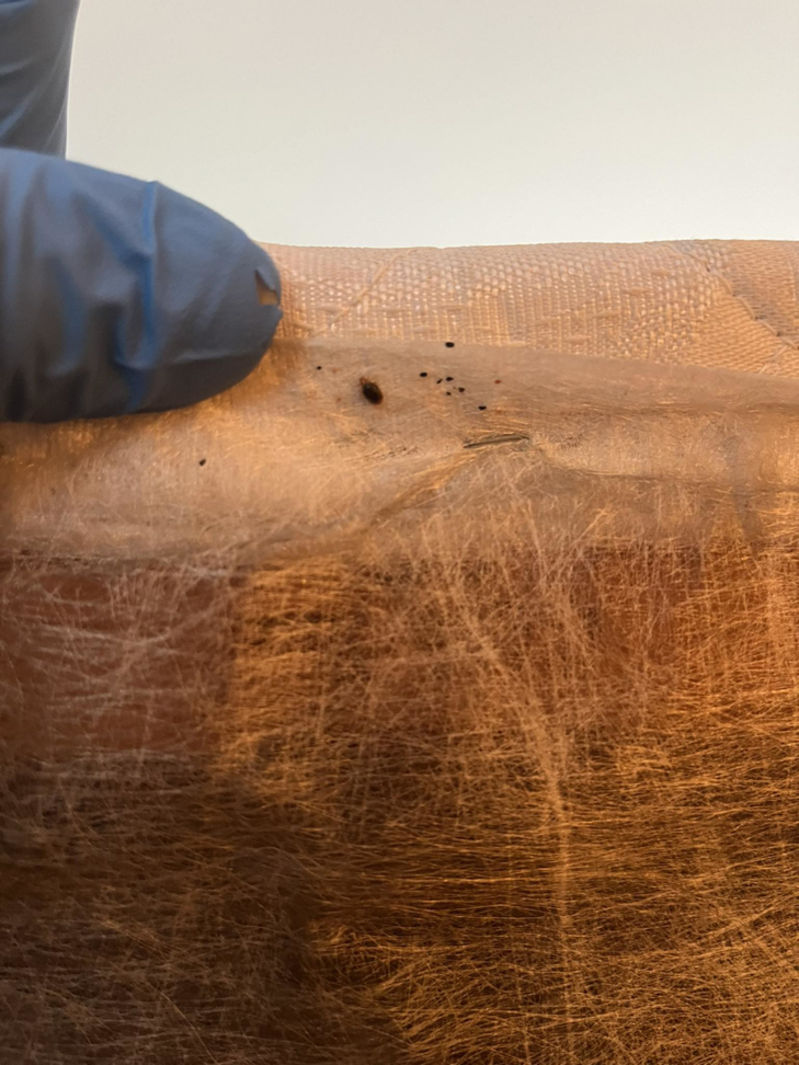 A bed bug and its droppings found during an inspection by Neighborhood Pest Control in Las Vegas, NV.