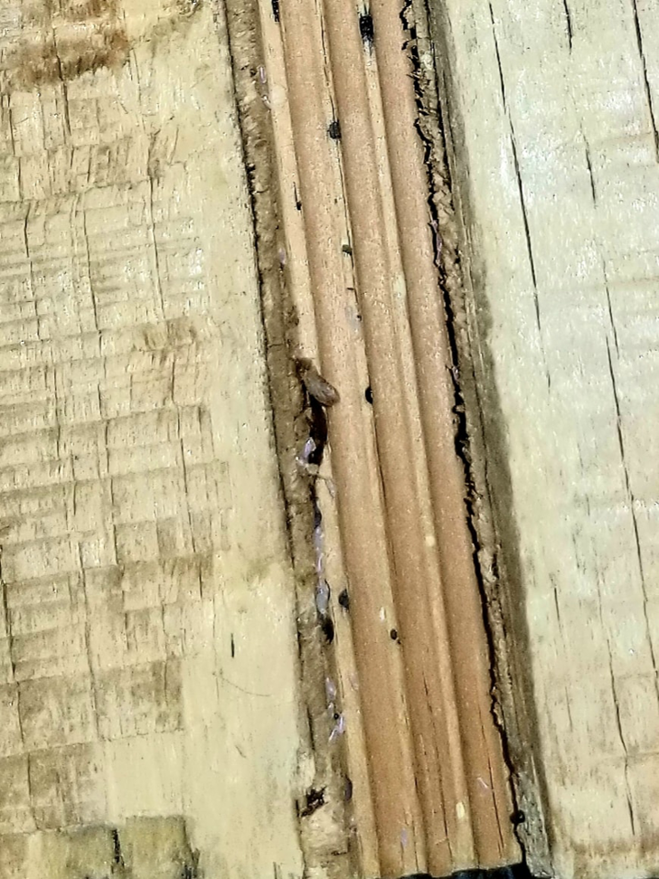 A close-up view of a bed bug and its droppings on a wooden surface, indicating a pest infestation, by Pest 2 Rest Pest Control LLC in Milwaukee, WI.