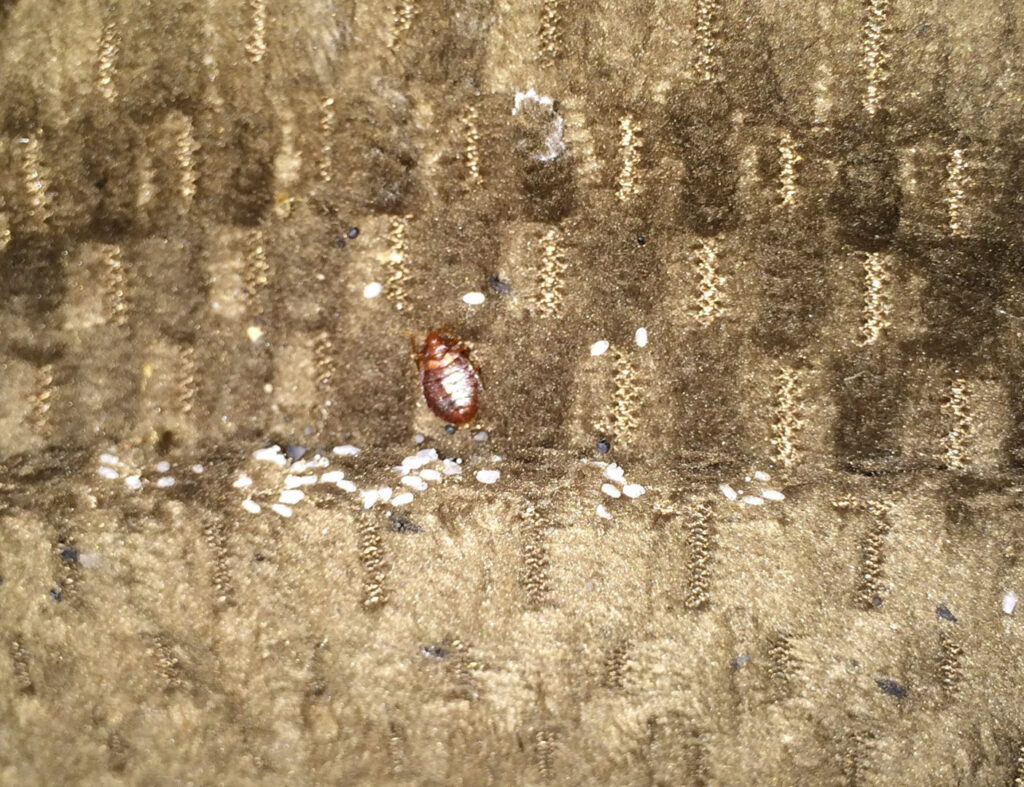 A bed bug and its eggs visible on a textured fabric surface, a pest problem addressed by Southern Tier Professional Pest Control Inc. in Randolph, NY.