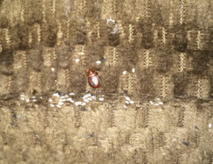 A bed bug and its eggs visible on a textured fabric surface, a pest problem addressed by Southern Tier Professional Pest Control Inc. in Randolph, NY.