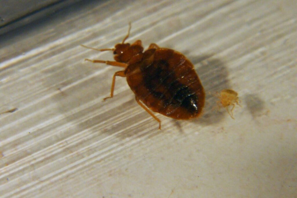 A close-up of an adult bed bug next to a nymph, indicating a bed bug infestation for Affordable Termite & Pest Control in Bloomington, IN.