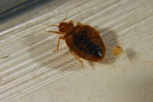 A close-up of an adult bed bug next to a nymph, indicating a bed bug infestation for Affordable Termite & Pest Control in Bloomington, IN.