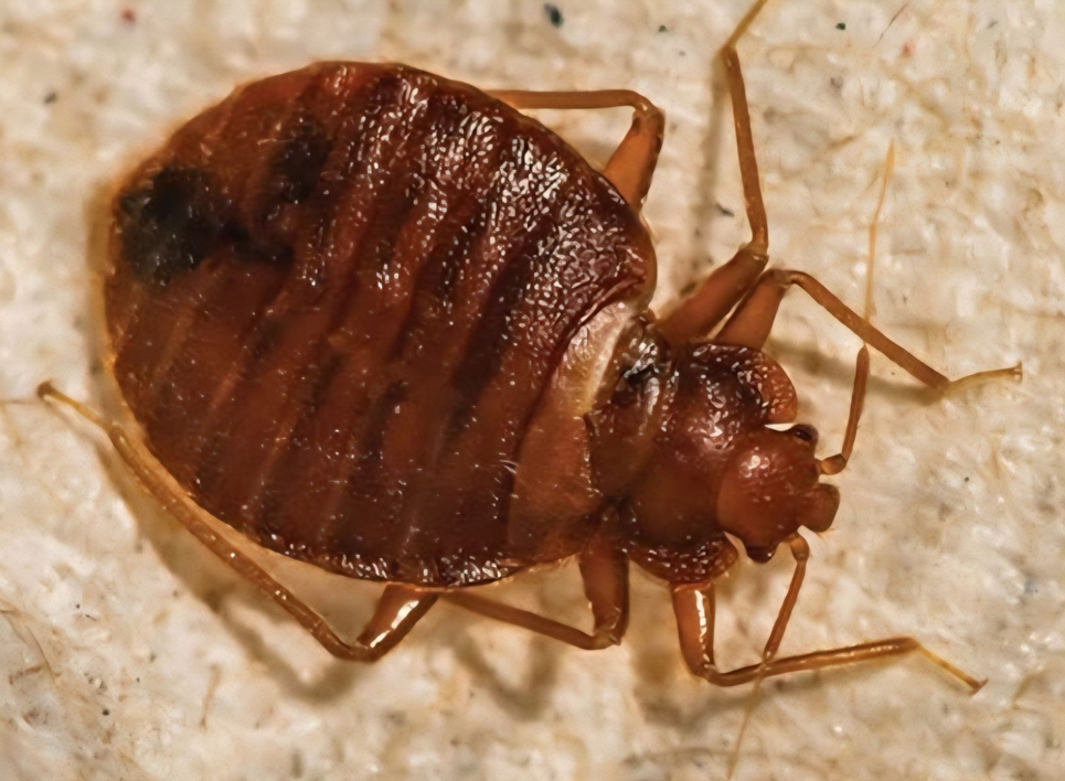 A close-up view of a bed bug, a common pest controlled by All Seasons Pest Control LLC in Topeka, KS.