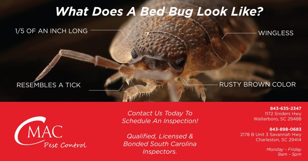 A detailed close-up of a bed bug, used for identification in pest control by CMac Pest Control in Charleston, SC.