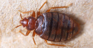 A close-up view of a bed bug, a common pest treated by Protective Thermal Solutions in Columbus, OH.