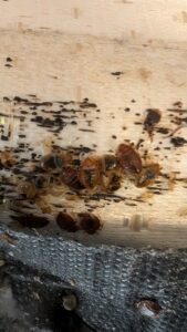 A cluster of bed bugs and their shed skins visible on a wooden surface, evidence of an infestation treated by Grand Rapids Pest Control in Grand Rapids, MI.