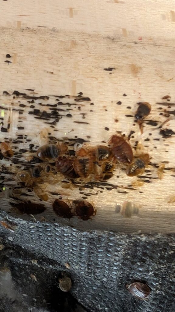 A cluster of bed bugs and their shed skins visible on a wooden surface, evidence of an infestation treated by Grand Rapids Pest Control in Grand Rapids, MI.